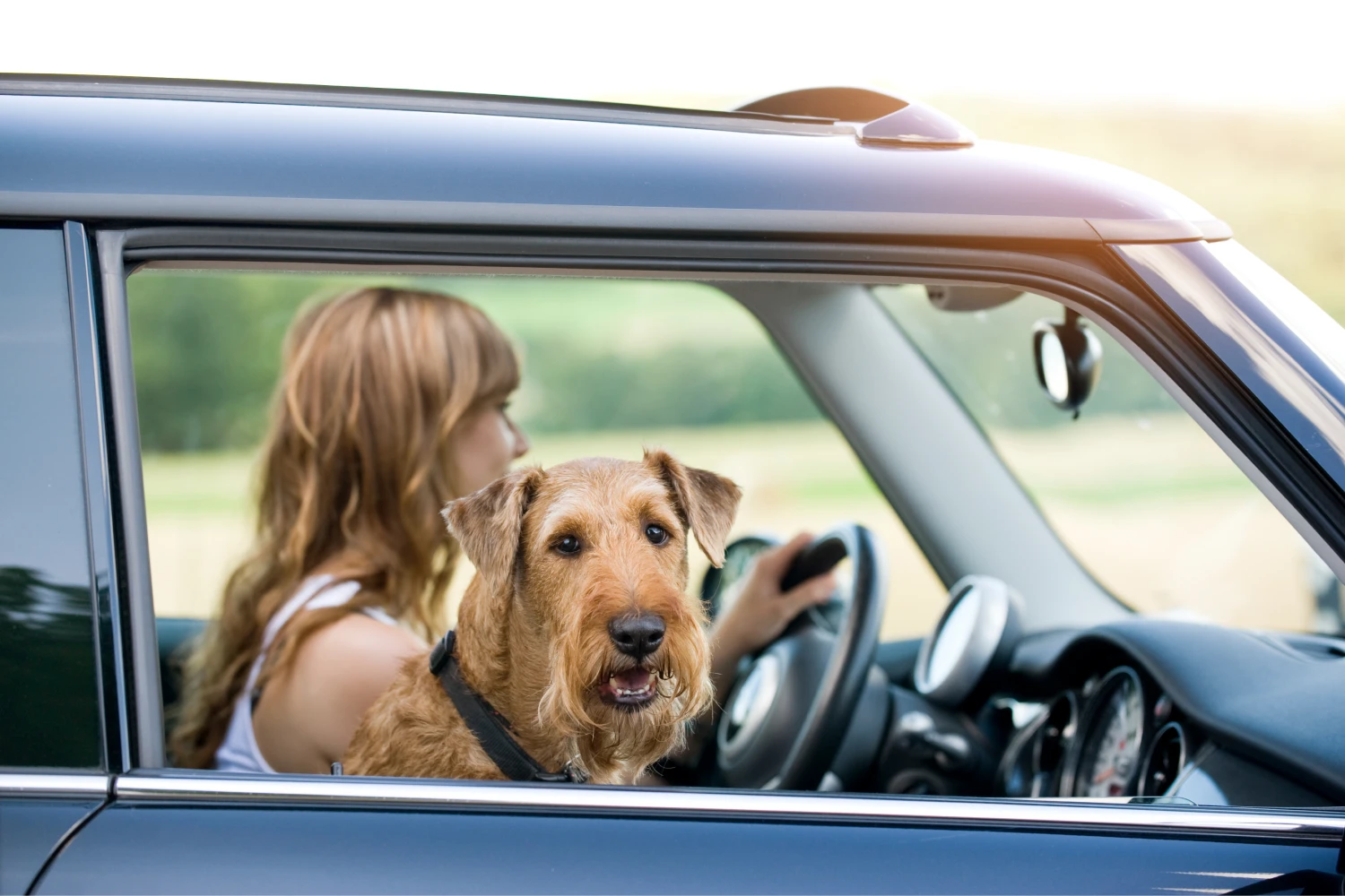 Subaru Ascent Dog Car Seat for Irish Terriers