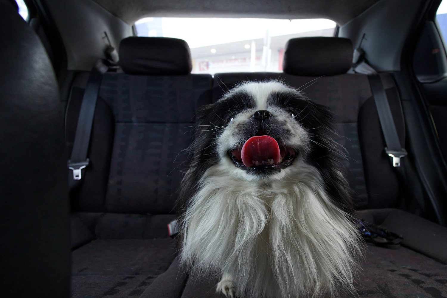 Toyota Highlander back seat cover for Pekingese